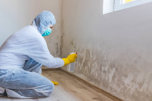 Licensed Basement Mold Remediation service in Lake Worth, TX - WQB Mold Removal